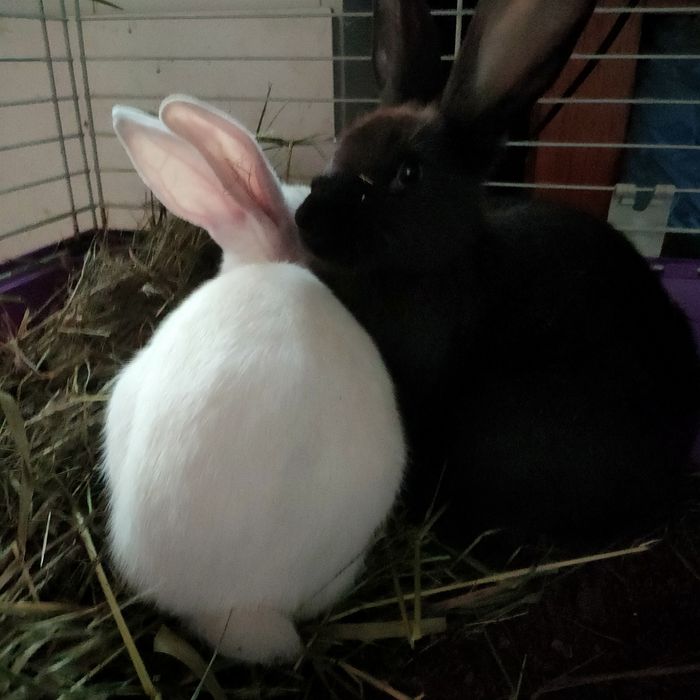 Iepurași drăgălași