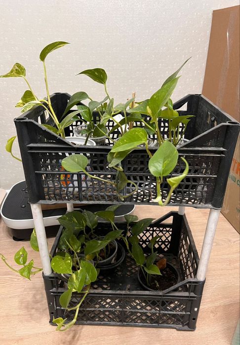 Эпипремнум - растение, очищающее воздух