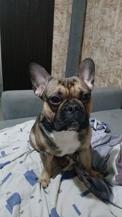 Ищем для связки невесту