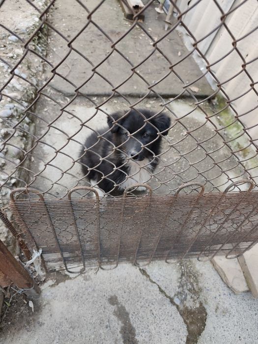 Щенок дворянской породы