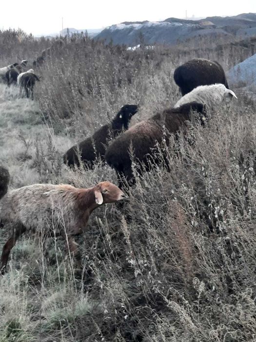 Жирные  бараны  на курбан айт в г.Павлодаре