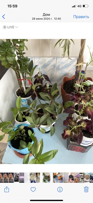 Продам цветы,комнатные: