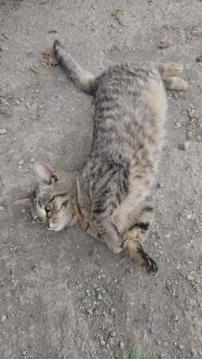 Отдам котёнка  6 месяцев