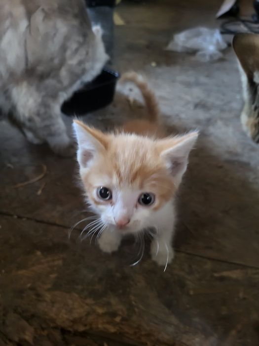 Котята в добрые руки!