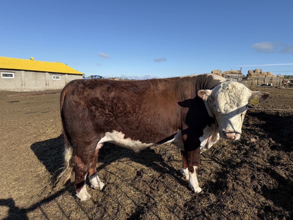 Продам быков Казак Акбас