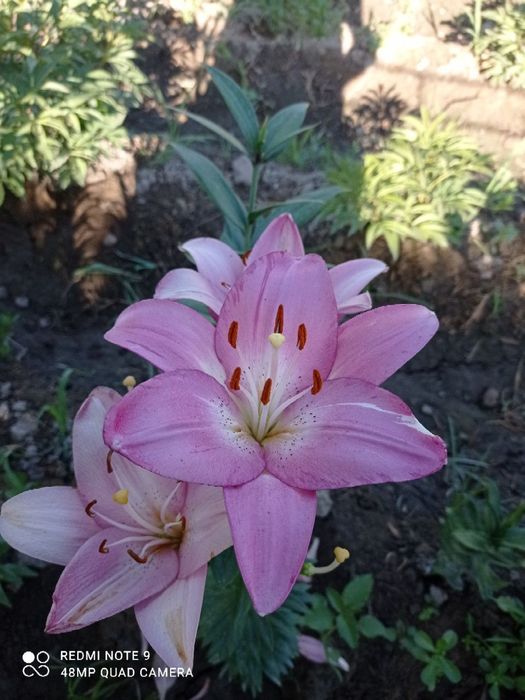 Atir Gul Kuchatlari Sotiladi