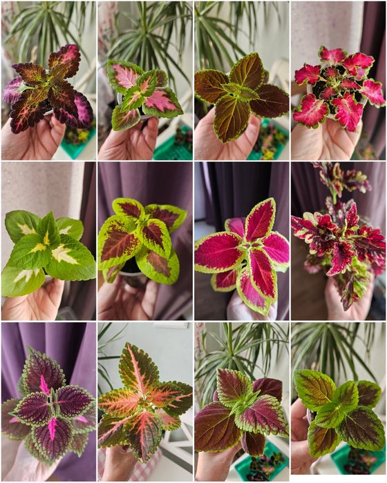 Цветы колеус от 500 тг