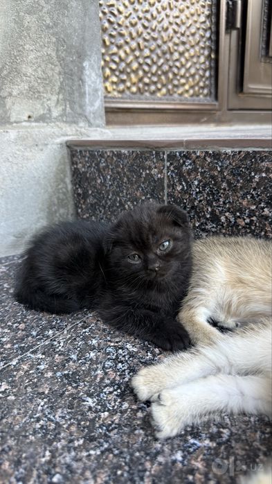 Породистые котята золотая шиншила