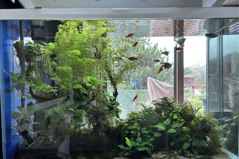 Продажа рыб и его обслуживание