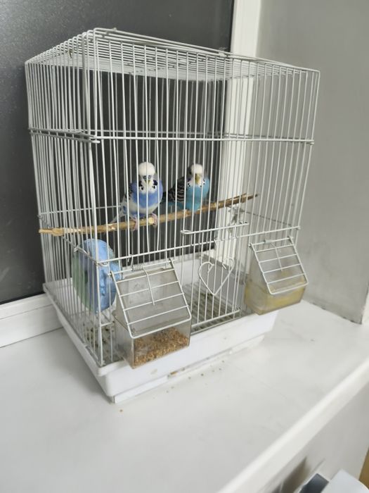 18500 попугаи с клеткой