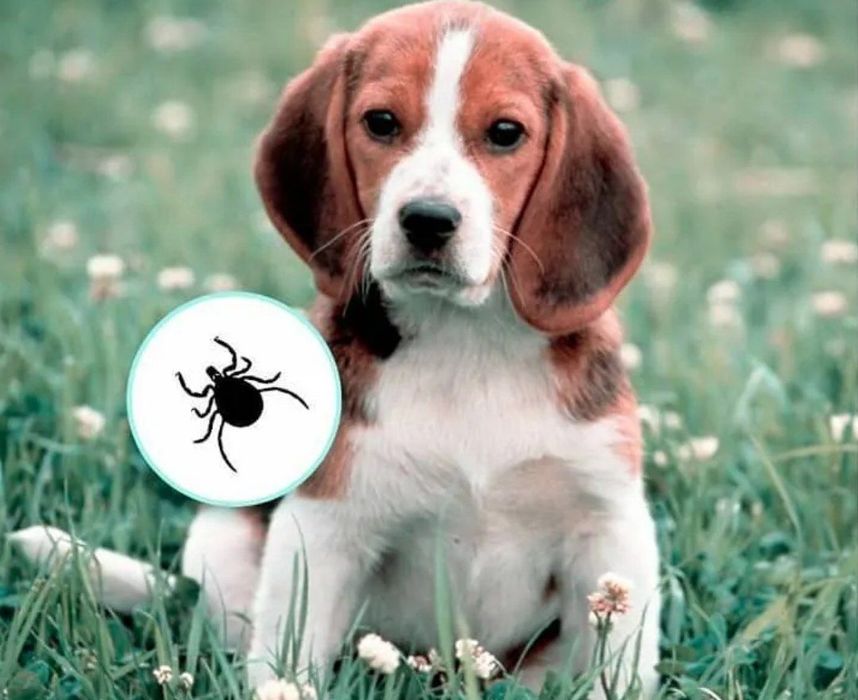 Ветеринар Дмитрий , Терапевт!