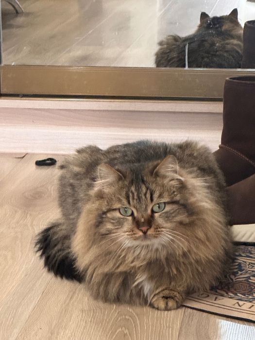 Кошечка ищет дом