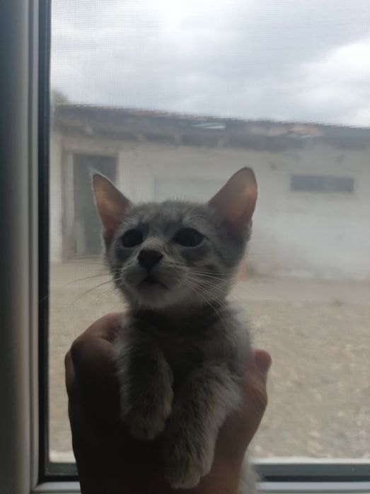 Мысык / котёнок бесплатно