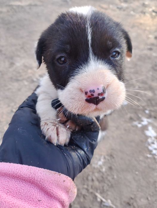 Подарявам кученца