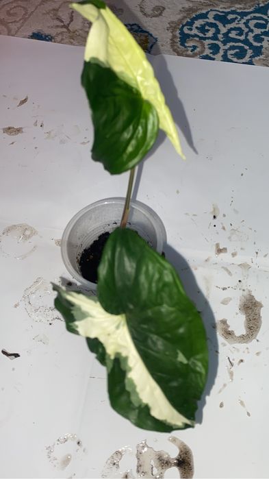 сингониумы по 500 тенге