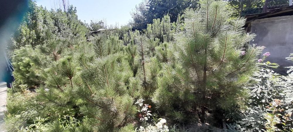 Крымская сосна, Крим Сасналари