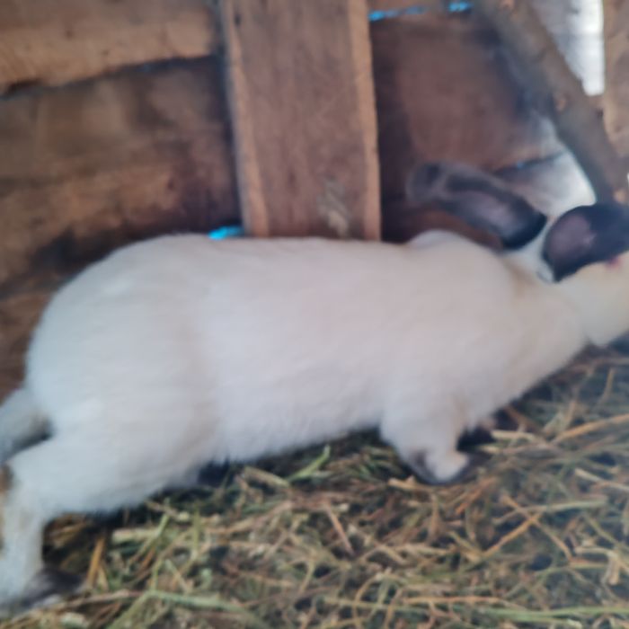 Iepuri uriaș transivania de vinzare