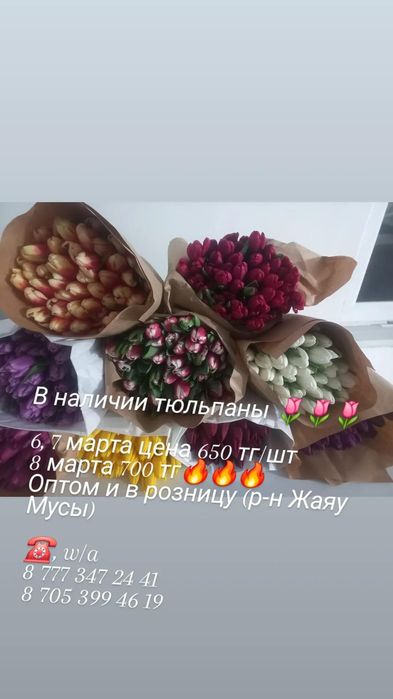 Тюльпаны (опт/розница)