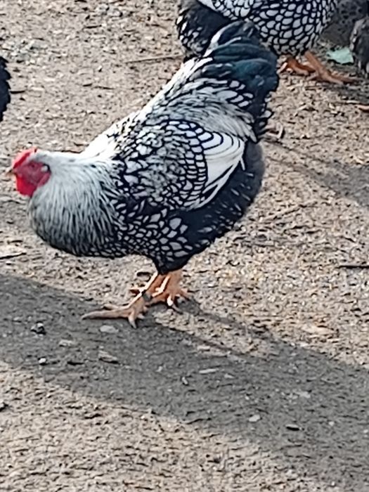 Vand cocoși tineri ,și oua pt incubat