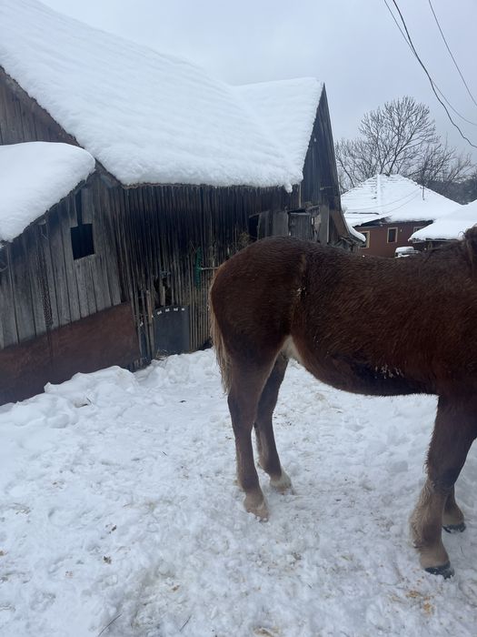 Vând mânz de 6 luni