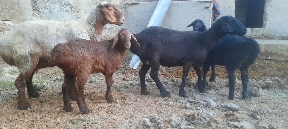 Arashan qo'zi qo'chqor sotiladi