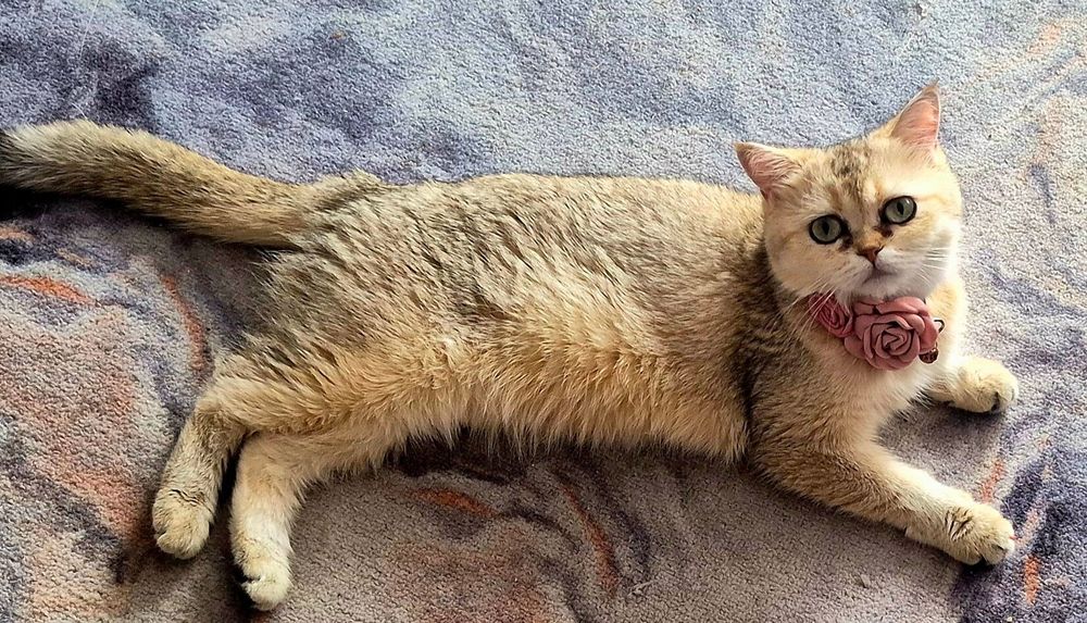 Котята шиншилла шотландские