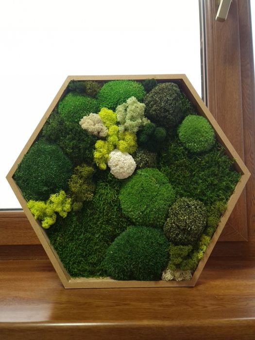 Tablou hexagonal din muschi si licheni 45.5 cm