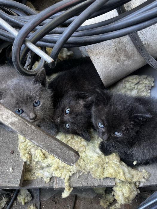 Хвостики в добрые руки