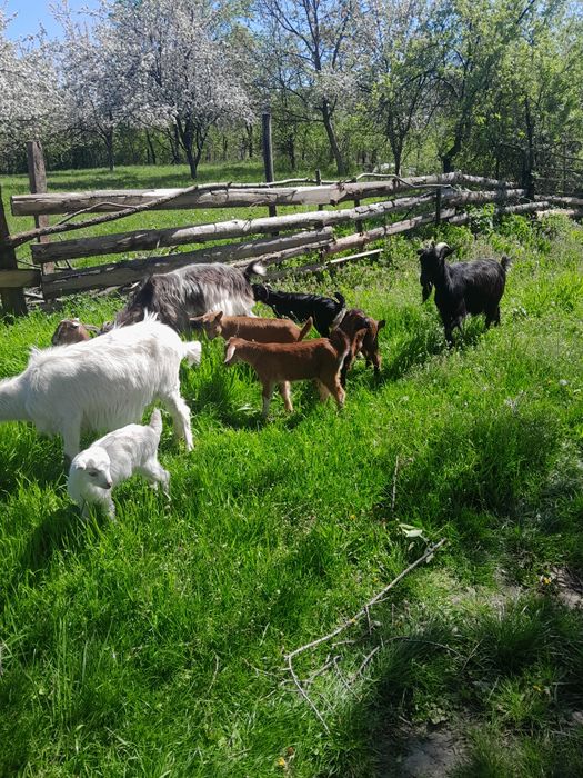 Capre tinere cu iezi!