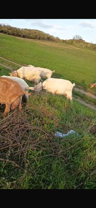 Vindem lapte proaspăt de capră