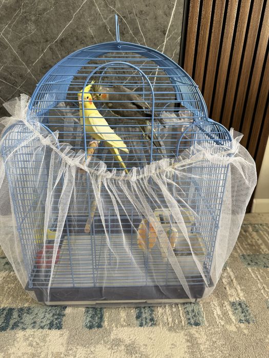 Попугай Карелла взрослый