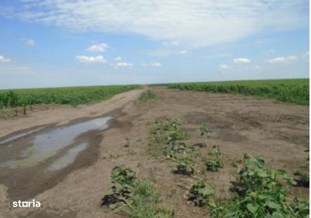 Teren extravilan,Sat Ciupercenii Noi, jud. Dolj