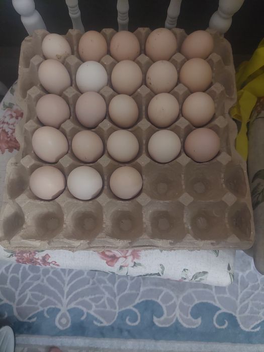 Инкубационные яйца АДЛЕР