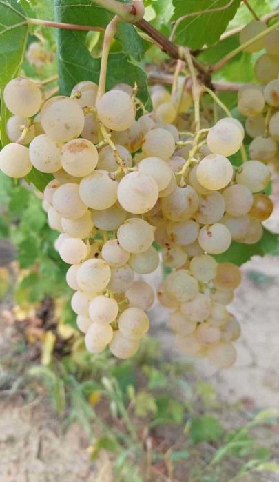 Butași de vită de vie de anul 2 și de anul 3