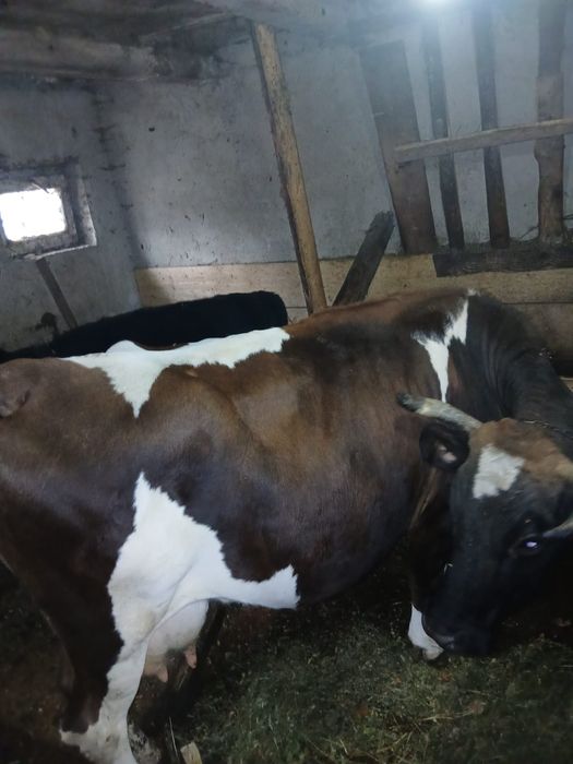 Vind vaca buna de lapte