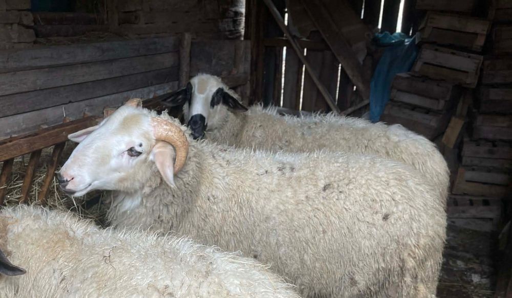 Продавам 2 коча на 8 месеца