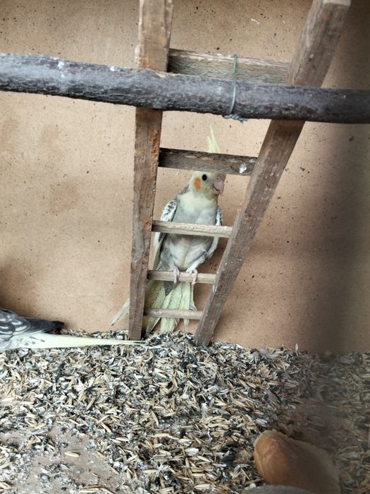 Продам молодых попугаев корелла