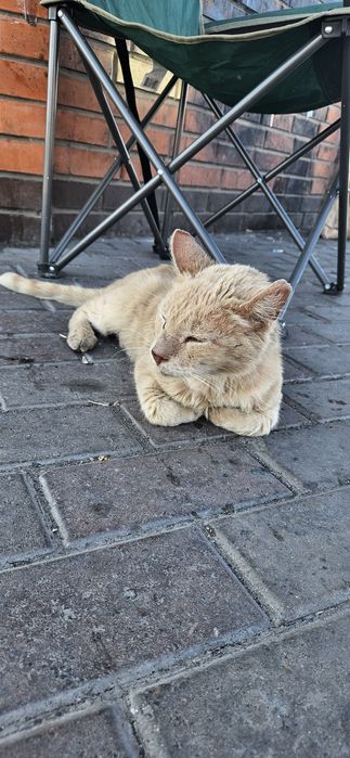 нашли рыжего кота кастрата