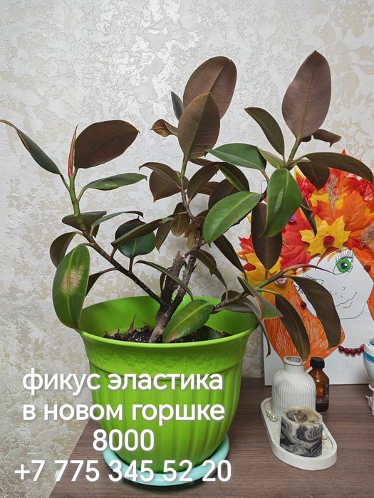 Продаются разные комнатные цветы