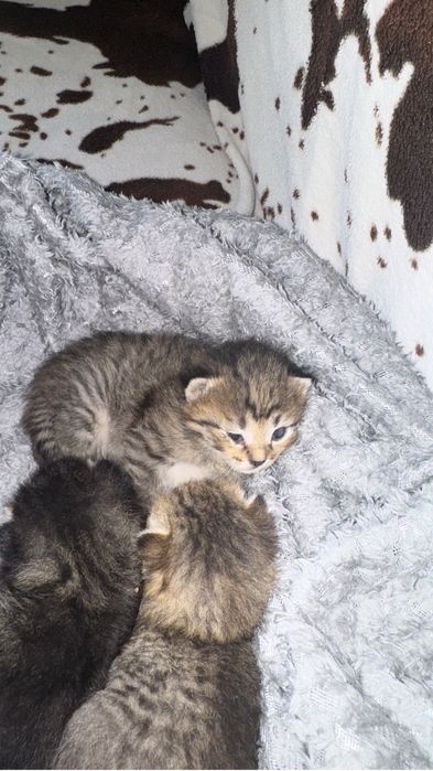 Маленькие котята