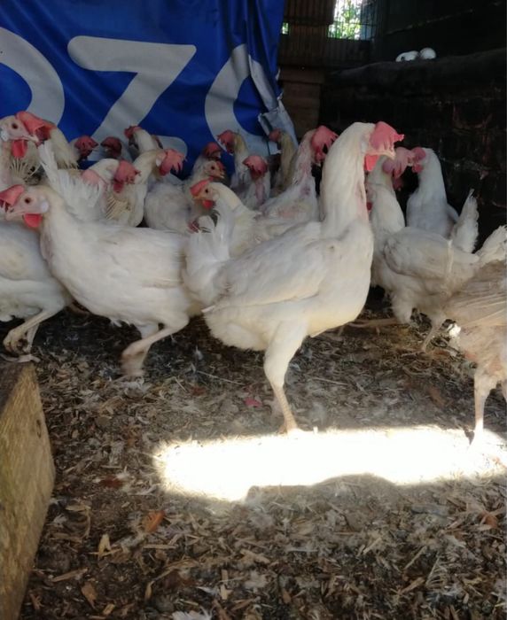 Куры несушки Ленггорн поросята