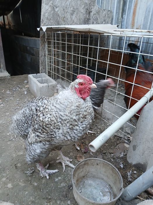 В продаже красивая парочка