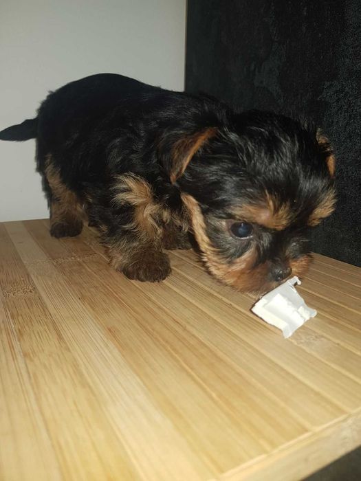 Йоркита сладки мъници