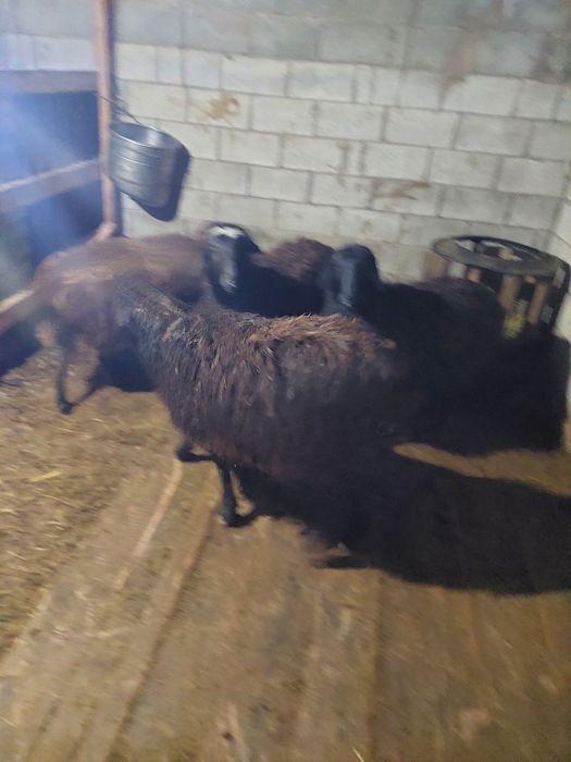 Продам баранов (овцематки) крупные