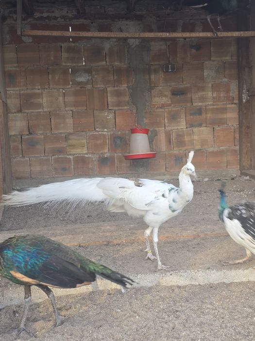 Зелени пауни Muticus Muticus и Спалдинг висок процент