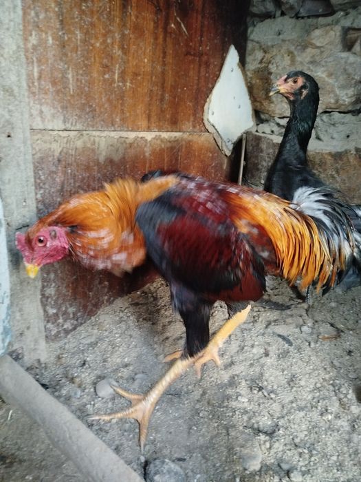 Саман хуроз сотилади.