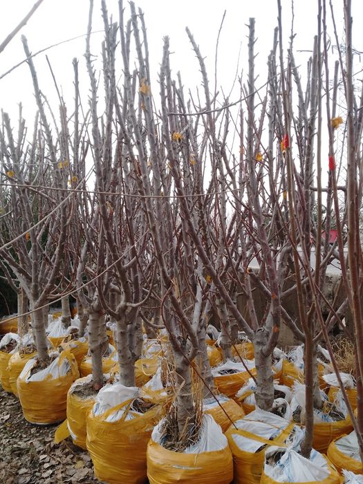 Sutuvda mevali kòchatlar bor