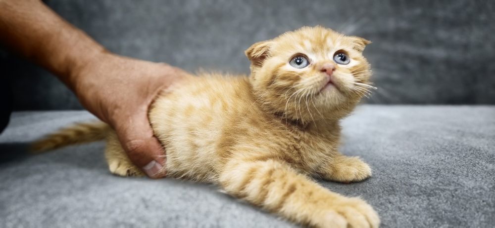 Продаётся котята, британские вислоухие
