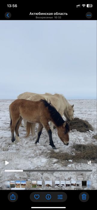 Ұрғашы Жабағылар сатылады 7 бас