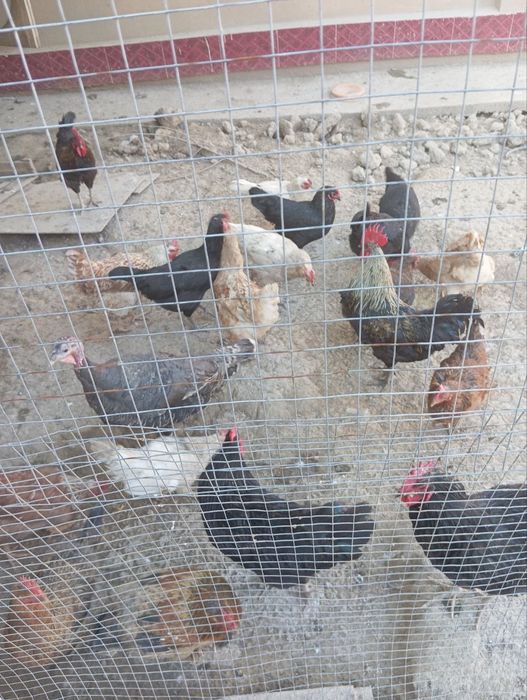 Damashni tovuqlarni tuxumi bor  kimga kerak boʻlsa murojaat qiling